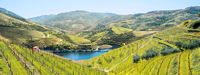 Vineyards along the Douro Valley in Portugal